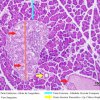 Glândula Alveolar Composta - Pâncreas 20x (2)